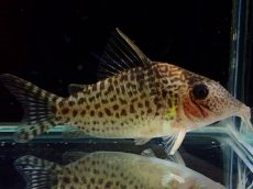 画像1: 【通販 淡水魚】激レア No2 コリドラス sp キンチャン ロンドニア州 ワイルド【個体販売】(±6.5cm)(生体)(熱帯魚)NKCR (1)