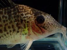 画像2: 【通販 淡水魚】激レア No2 コリドラス sp キンチャン ロンドニア州 ワイルド【個体販売】(±6.5cm)(生体)(熱帯魚)NKCR (2)