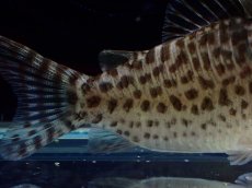 画像3: 【通販 淡水魚】激レア No2 コリドラス sp キンチャン ロンドニア州 ワイルド【個体販売】(±6.5cm)(生体)(熱帯魚)NKCR (3)