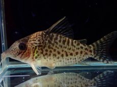 画像4: 【通販 淡水魚】激レア No2 コリドラス sp キンチャン ロンドニア州 ワイルド【個体販売】(±6.5cm)(生体)(熱帯魚)NKCR (4)