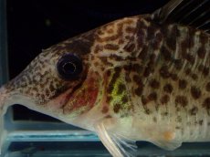 画像5: 【通販 淡水魚】激レア No2 コリドラス sp キンチャン ロンドニア州 ワイルド【個体販売】(±6.5cm)(生体)(熱帯魚)NKCR (5)