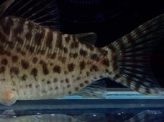 画像6: 【通販 淡水魚】激レア No2 コリドラス sp キンチャン ロンドニア州 ワイルド【個体販売】(±6.5cm)(生体)(熱帯魚)NKCR (6)