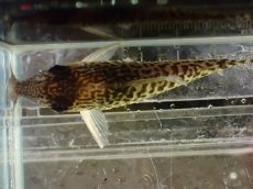 画像7: 【通販 淡水魚】激レア No2 コリドラス sp キンチャン ロンドニア州 ワイルド【個体販売】(±6.5cm)(生体)(熱帯魚)NKCR (7)