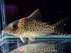 画像1: 【通販 淡水魚】激レア No1 コリドラス sp ロングノーズキンチャン ロンドニア州 ワイルド【個体販売】(±6cm)(生体)(熱帯魚)NKCR (1)