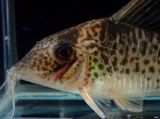 画像2: 【通販 淡水魚】激レア No1 コリドラス sp ロングノーズキンチャン ロンドニア州 ワイルド【個体販売】(±6cm)(生体)(熱帯魚)NKCR (2)