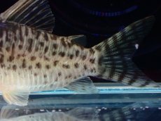 画像3: 【通販 淡水魚】激レア No1 コリドラス sp ロングノーズキンチャン ロンドニア州 ワイルド【個体販売】(±6cm)(生体)(熱帯魚)NKCR (3)