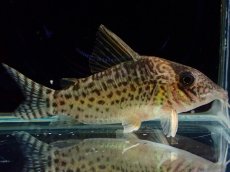 画像4: 【通販 淡水魚】激レア No1 コリドラス sp ロングノーズキンチャン ロンドニア州 ワイルド【個体販売】(±6cm)(生体)(熱帯魚)NKCR (4)