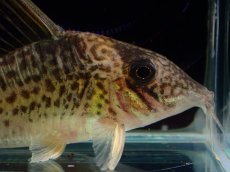 画像5: 【通販 淡水魚】激レア No1 コリドラス sp ロングノーズキンチャン ロンドニア州 ワイルド【個体販売】(±6cm)(生体)(熱帯魚)NKCR (5)