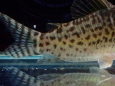 画像6: 【通販 淡水魚】激レア No1 コリドラス sp ロングノーズキンチャン ロンドニア州 ワイルド【個体販売】(±6cm)(生体)(熱帯魚)NKCR (6)