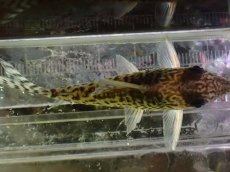画像7: 【通販 淡水魚】激レア No1 コリドラス sp ロングノーズキンチャン ロンドニア州 ワイルド【個体販売】(±6cm)(生体)(熱帯魚)NKCR (7)
