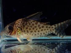 画像1: 【通販 淡水魚】激レア No2 コリドラス sp ロングノーズキンチャン ロンドニア州 ワイルド【個体販売】(±5cm)(生体)(熱帯魚)NKCR (1)