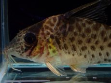 画像2: 【通販 淡水魚】激レア No2 コリドラス sp ロングノーズキンチャン ロンドニア州 ワイルド【個体販売】(±5cm)(生体)(熱帯魚)NKCR (2)