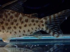 画像3: 【通販 淡水魚】激レア No2 コリドラス sp ロングノーズキンチャン ロンドニア州 ワイルド【個体販売】(±5cm)(生体)(熱帯魚)NKCR (3)