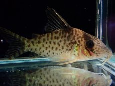 画像4: 【通販 淡水魚】激レア No2 コリドラス sp ロングノーズキンチャン ロンドニア州 ワイルド【個体販売】(±5cm)(生体)(熱帯魚)NKCR (4)