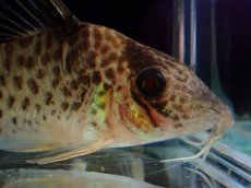 画像5: 【通販 淡水魚】激レア No2 コリドラス sp ロングノーズキンチャン ロンドニア州 ワイルド【個体販売】(±5cm)(生体)(熱帯魚)NKCR (5)