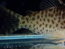 画像6: 【通販 淡水魚】激レア No2 コリドラス sp ロングノーズキンチャン ロンドニア州 ワイルド【個体販売】(±5cm)(生体)(熱帯魚)NKCR (6)