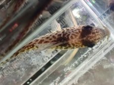 画像7: 【通販 淡水魚】激レア No2 コリドラス sp ロングノーズキンチャン ロンドニア州 ワイルド【個体販売】(±5cm)(生体)(熱帯魚)NKCR (7)