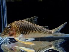 画像1: 【通販 淡水魚】超激レア ペア販売 スリナム共和国 デビルウィング コリドラス ゲオフロイ スリナム産【１ペア 個体販売】(生体)(熱帯魚)NKCR (1)
