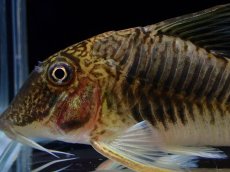 画像2: 【通販 淡水魚】超激レア ペア販売 スリナム共和国 デビルウィング コリドラス ゲオフロイ スリナム産【１ペア 個体販売】(生体)(熱帯魚)NKCR (2)