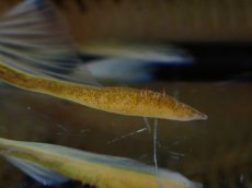 画像3: 【通販 淡水魚】超激レア ペア販売 スリナム共和国 デビルウィング コリドラス ゲオフロイ スリナム産【１ペア 個体販売】(生体)(熱帯魚)NKCR (3)