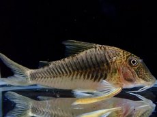 画像4: 【通販 淡水魚】超激レア ペア販売 スリナム共和国 デビルウィング コリドラス ゲオフロイ スリナム産【１ペア 個体販売】(生体)(熱帯魚)NKCR (4)