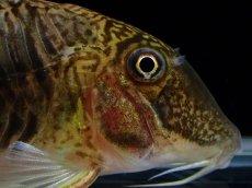 画像5: 【通販 淡水魚】超激レア ペア販売 スリナム共和国 デビルウィング コリドラス ゲオフロイ スリナム産【１ペア 個体販売】(生体)(熱帯魚)NKCR (5)