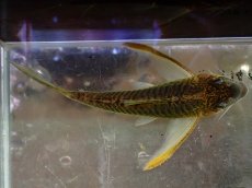 画像6: 【通販 淡水魚】超激レア ペア販売 スリナム共和国 デビルウィング コリドラス ゲオフロイ スリナム産【１ペア 個体販売】(生体)(熱帯魚)NKCR (6)
