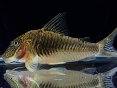 画像7: 【通販 淡水魚】超激レア ペア販売 スリナム共和国 デビルウィング コリドラス ゲオフロイ スリナム産【１ペア 個体販売】(生体)(熱帯魚)NKCR (7)