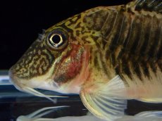 画像8: 【通販 淡水魚】超激レア ペア販売 スリナム共和国 デビルウィング コリドラス ゲオフロイ スリナム産【１ペア 個体販売】(生体)(熱帯魚)NKCR (8)