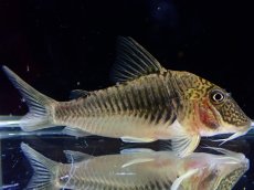 画像9: 【通販 淡水魚】超激レア ペア販売 スリナム共和国 デビルウィング コリドラス ゲオフロイ スリナム産【１ペア 個体販売】(生体)(熱帯魚)NKCR (9)
