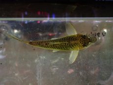 画像10: 【通販 淡水魚】超激レア ペア販売 スリナム共和国 デビルウィング コリドラス ゲオフロイ スリナム産【１ペア 個体販売】(生体)(熱帯魚)NKCR (10)