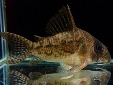 画像1: 【通販 淡水魚】大特価 No1 CW004 黒斑 コリドラス アンチェスター タパジョス産ワイルド【個体販売】±6.5cm(生体)(熱帯魚)NKCR (1)