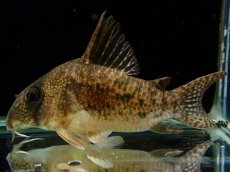 画像2: 【通販 淡水魚】大特価 No1 CW004 黒斑 コリドラス アンチェスター タパジョス産ワイルド【個体販売】±6.5cm(生体)(熱帯魚)NKCR (2)