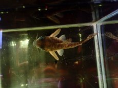 画像3: 【通販 淡水魚】大特価 No1 CW004 黒斑 コリドラス アンチェスター タパジョス産ワイルド【個体販売】±6.5cm(生体)(熱帯魚)NKCR (3)