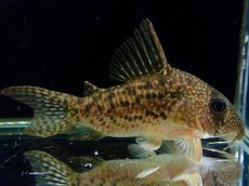 画像1: 【通販 淡水魚】大特価 No2 CW004 黒斑 コリドラス アンチェスター タパジョス産 ワイルド【個体販売】(±6cm(生体)(熱帯魚)NKCR (1)