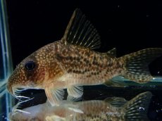 画像2: 【通販 淡水魚】大特価 No2 CW004 黒斑 コリドラス アンチェスター タパジョス産 ワイルド【個体販売】(±6cm(生体)(熱帯魚)NKCR (2)