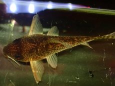 画像3: 【通販 淡水魚】大特価 No2 CW004 黒斑 コリドラス アンチェスター タパジョス産 ワイルド【個体販売】(±6cm(生体)(熱帯魚)NKCR (3)