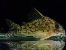画像1: 【通販 淡水魚】大特価 No3 CW004 黒斑 コリドラス アンチェスター タパジョス産 ワイルド【個体販売】(±6cm(生体)(熱帯魚)NKCR (1)