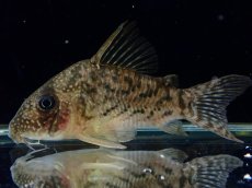 画像2: 【通販 淡水魚】大特価 No3 CW004 黒斑 コリドラス アンチェスター タパジョス産 ワイルド【個体販売】(±6cm(生体)(熱帯魚)NKCR (2)