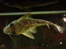 画像3: 【通販 淡水魚】大特価 No3 CW004 黒斑 コリドラス アンチェスター タパジョス産 ワイルド【個体販売】(±6cm(生体)(熱帯魚)NKCR (3)