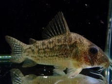 画像1: 【通販 淡水魚】大特価 No4 CW004 黒斑 コリドラス アンチェスター タパジョス産ワイルド【個体販売】±6.5cm(生体)(熱帯魚)NKCR (1)