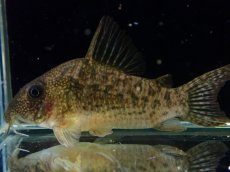 画像2: 【通販 淡水魚】大特価 No4 CW004 黒斑 コリドラス アンチェスター タパジョス産ワイルド【個体販売】±6.5cm(生体)(熱帯魚)NKCR (2)