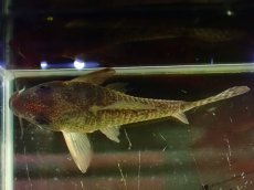 画像3: 【通販 淡水魚】大特価 No4 CW004 黒斑 コリドラス アンチェスター タパジョス産ワイルド【個体販売】±6.5cm(生体)(熱帯魚)NKCR (3)