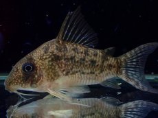 画像1: 【通販 淡水魚】大特価 No5 CW004 黒斑 コリドラス アンチェスター タパジョス産ワイルド【個体販売】±6.5cm(生体)(熱帯魚)NKCR (1)