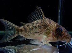 画像2: 【通販 淡水魚】大特価 No5 CW004 黒斑 コリドラス アンチェスター タパジョス産ワイルド【個体販売】±6.5cm(生体)(熱帯魚)NKCR (2)