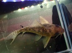 画像3: 【通販 淡水魚】大特価 No5 CW004 黒斑 コリドラス アンチェスター タパジョス産ワイルド【個体販売】±6.5cm(生体)(熱帯魚)NKCR (3)