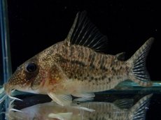 画像1: 【通販 淡水魚】大特価 No6 CW004 黒斑 コリドラス アンチェスター タパジョス産ワイルド【個体販売】±6.5cm(生体)(熱帯魚)NKCR (1)