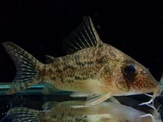 画像2: 【通販 淡水魚】大特価 No6 CW004 黒斑 コリドラス アンチェスター タパジョス産ワイルド【個体販売】±6.5cm(生体)(熱帯魚)NKCR (2)