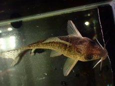 画像3: 【通販 淡水魚】大特価 No6 CW004 黒斑 コリドラス アンチェスター タパジョス産ワイルド【個体販売】±6.5cm(生体)(熱帯魚)NKCR (3)