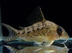 画像1: 【通販 淡水魚】大特価 No8 CW004 黒斑 コリドラス アンチェスター タパジョス産 ワイルド【個体販売】(±6cm(生体)(熱帯魚)NKCR (1)